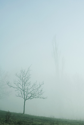 포토 JPG 해외이미지 식물 구름 계절 백그라운드 밭 자연 하늘 날씨 추상 파노라마 풍경 초원 사람없음 야외 가로 초록색 여름 파란색 빛 햇빛 태양 농장 우주 환경 맑음 봄 흰색 시골 오픈 분위기 땅 장면 천국 솜털 흐림 내추럴 수평선 해외202004 해외포토 자연요소 컬러 컨셉 무늬 농업 촬영기법 생태계 파일형식