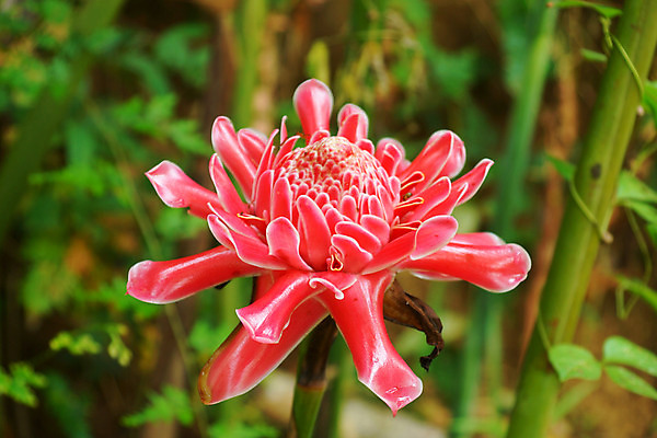 포토 JPG 해외이미지 식물 계절 꽃잎 꽃 아시아 줄기 잎 꽃무늬 오렌지 태국 자연 동양인 사람없음 장식 빨간색 초록색 컬러풀 머리 정원 봄 벚꽃 닫기 묘사 싱글 원예 심플 발리 남쪽 내추럴 싱가폴 강렬 고립 이국적 파라다이스 해외202004 해외포토 나라 컬러 섬 무늬 과일 모션 인종 취미 신체부위 방향 생태계 인도네시아 파일형식