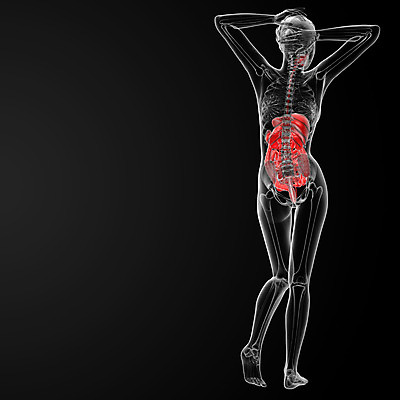 포토 JPG 해외이미지 모델 여자 교육 신체 해부 근육 엑스레이 건강 사람 사람없음 약 머리 오르간 그림 외과 궤 돌봄 해외202004 해외포토 의학 모션 병원 신체부위 건반악기 파일형식
