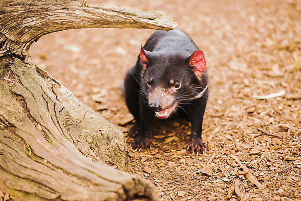 포토 JPG 해외이미지 동물 사람없음 호주 주머니곰 해외202004 해외포토 포유류 오세아니아 파일형식