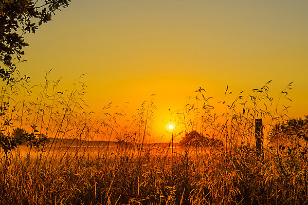 포토 JPG 해외이미지 나무 계절 실루엣 백그라운드 밭 오렌지 자연 하늘 아침 따뜻함 풍경 초원 사람없음 야외 여름 빛 컬러풀 햇빛 태양 노란색 평화 일출 침묵 황혼 일몰 봄 새벽 안개 광선 가을 시골 황금 숲 이슬 땅 인도인 속도 내추럴 해외202004 해외포토 주간 자연요소 외국인 식물 컬러 컨셉 농업 과일 날씨 촬영기법 동양인 노을 소리 생태계 파일형식