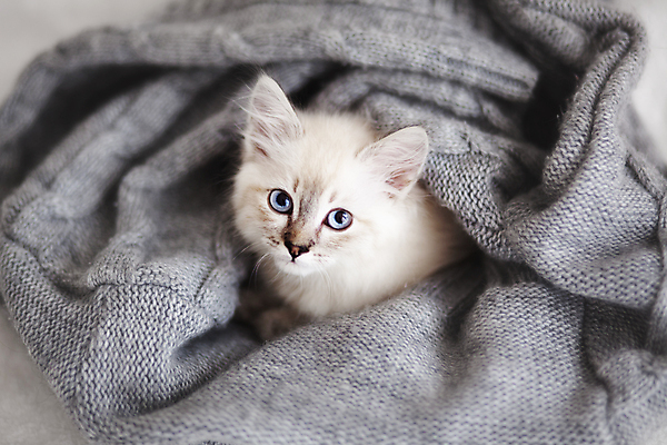 포토 JPG 해외이미지 한마리 사람없음 반려동물 귀여움 고양이 니트 해외202004 네바마스커레이드 해외포토 동물 1 컨셉 상의 포유류 파일형식