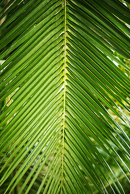 포토 JPG 해외이미지 나무 식물 백그라운드 잎 패턴 자연 추상 손바닥 사람없음 초록색 수확 묘사 코코넛 내추럴 해외202004 해외포토 손 컬러 무늬 농업 과일 생태계 파일형식