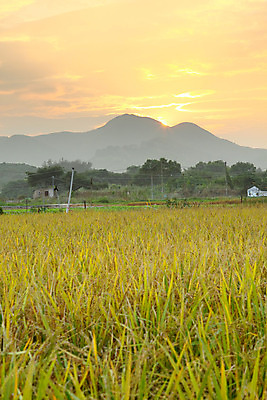 포토 JPG 해외이미지 구름 밭 농업 자연 하늘 밥 산 풍경 사람없음 여름 농작물 농가 농장 농경지 일출 중국 황혼 일몰 새벽 수확 가을 시골 원형 황금 볏짚 낟알 땅 두루마리 밀 언덕 뭉치 밀짚 유지 내추럴 밭일 줄서기 호밀 해외202004 해외포토 자연요소 도형 계절 산업 아시아 음식 모션 곡류 노을 짚 생태계 파일형식