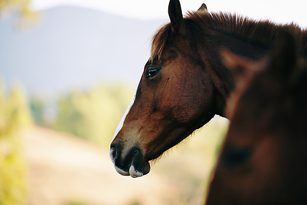 포토 JPG 해외이미지 동물 포유류 생물 사람없음 야외 힘 호주 기르기 해외202004 해외포토 오세아니아 돌봄 파일형식