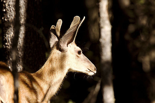 포토 JPG 해외이미지 동물 남자 야생동물 밭 포유류 자연 털 뿔 사람없음 야외 갈색 달러 숲 바퀴자국 사냥 조심 경보 신발장 신중 아기사슴 암사슴 해외202004 해외포토 새끼 컬러 컨셉 돈 농업 자국 사슴 사람 암컷 생태계 파일형식