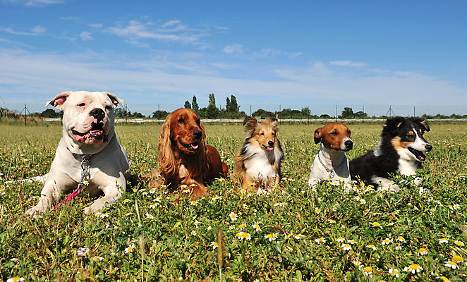 포토 JPG 해외이미지 동물 꽃 밭 하늘 친절 사람없음 야외 친구 반려동물 눕기 침묵 우정 양치기 개 강아지 시원함 5 송곳니 신앙심 유래 해외202004 경비견 해외포토 식물 직업 농업 포유류 관계 모션 숫자 소리 치아 파일형식