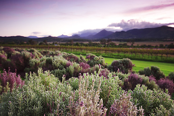 포토 JPG 해외이미지 식물 꽃 선 여행 백그라운드 농업 자연 포도 풍경 사람없음 야외 초록색 여름 파란색 컬러풀 태양 맑음 보라색 수확 성장 시골 개화 제비꽃 향기 포도밭 포도나무 아로마테라피 라벤더 내추럴 양조장 해외202004 해외포토 자연요소 계절 산업 컬러 밭 과일 날씨 과일나무 허브 생태계 냄새 테라피 파일형식