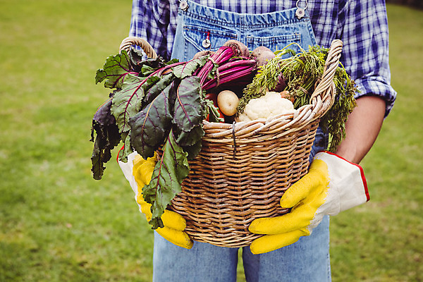 포토 JPG 해외이미지 백인 남자 농업 채소 자연 감자 한명 서기 성인 취미 야외 농작물 바구니 수확 추수 가을 밭일 성인남자한명만 해외202004 해외포토 서양인 1 계절 산업 모션 사람 생태계 남자한명만 성인남자만 파일형식