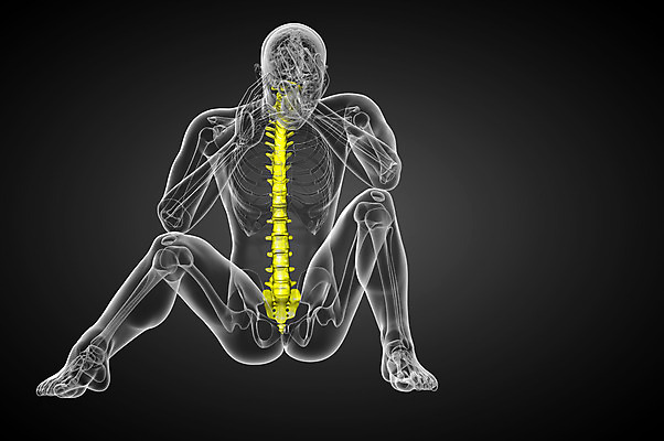 포토 JPG 해외이미지 해부 뼈 골격 사람없음 척추 생물학 요통 해외202004 해외포토 교육 의학 허리통증 파일형식