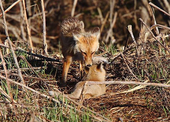 포토 JPG 해외이미지 주간 야생동물 두마리 사람없음 야외 여우 해외202004 해외포토 자연요소 동물 2 포유류 파일형식