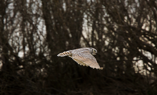 포토 JPG 해외이미지 동물 응시 야생동물 자연 조류 생물 뿔 앉기 사람없음 갈색 노란색 흰색 관찰 야간 큼 먹이 깃털 부리 육식동물 부엉이 사냥꾼 해외202004 해외포토 자연요소 직업 시선 컬러 모션 크기 생태계 파일형식