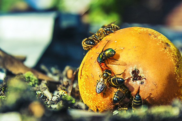포토 JPG 해외이미지 동물 야생동물 음식 곤충 백그라운드 잎 과일 자연 안테나 사람없음 야외 가로 노란색 줄무늬 황무지 닫기 말벌 위험 작음 먹기 위협 묘사 찌르기 해외202004 해외포토 식물 컬러 컨셉 무늬 통신 모션 벌_곤충 크기 생태계 파일형식