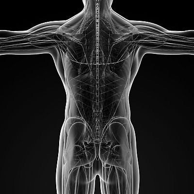 포토 JPG 해외이미지 과학 신체 일러스트 해부 뼈 골격 엑스레이 건강 사람 사람없음 그래픽 3D 하트 투명 오르간 신장 엉덩이 불안 척추 뇌 관절염 생물학 간 골다공증 몸통 바비큐립 궤 요통 해외202004 해외포토 모양 교육 감정 의학 신체부위 장기_의학 건반악기 비뇨기관 질병 바비큐 디지털합성 허리통증 파일형식