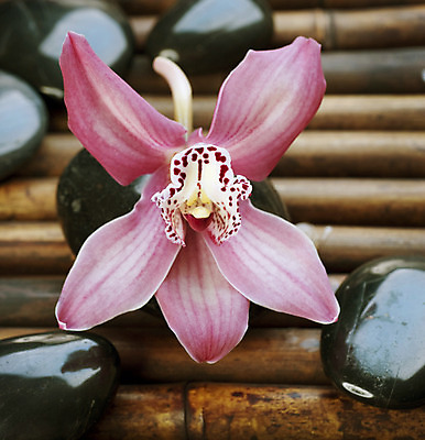 포토 JPG 해외이미지 꽃 백그라운드 컨셉 사람없음 쌓기 검은색 스파 조약돌 마사지 난초 테라피 해외202004 해외포토 식물 컬러 모션 뷰티 돌_바위 파일형식