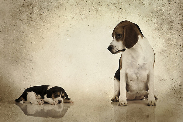 포토 JPG 해외이미지 동물 응시 감정 아들 새끼 백그라운드 포유류 가족 엄마 앉기 사람없음 반려동물 희망 꿈 슬픔 흰색 표현 기다림 유머 개 강아지 고독 발사 비글 송곳니 고립 그런지 요령 해외202004 해외포토 레이스천 시선 컬러 관계 모션 직물 치아 파일형식