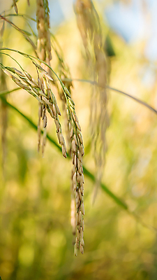 포토 JPG 해외이미지 농업 자연 풍경 사람없음 야외 농작물 농장 수확 추수 가을 논밭 밭일 해외202004 해외포토 계절 산업 밭 논 생태계 파일형식