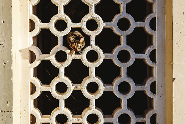 포토 JPG 해외이미지 동물 1 응시 얼굴 벽 털 성인 사람없음 반려동물 갈색 머리 고양이 표현 관찰 모피 손목시계 호기심 고립 해외202004 해외포토 시선 감정 시계 컬러 컨셉 장신구 포유류 모션 사람 신체부위 파일형식