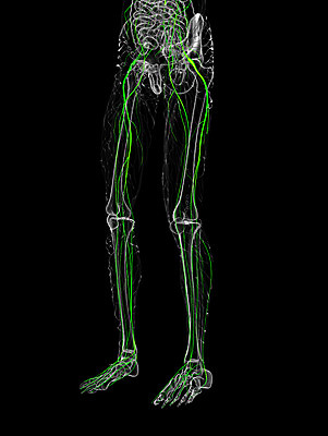 포토 JPG 해외이미지 해부 골격 건강 사람 사람없음 3D 코드 불안 척추 해외202004 해외포토 감정 의학 뼈 디지털합성 파일형식