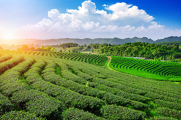 포토 JPG 해외이미지 나무 식물 계절 아시아 음료 여행 잎 밭 농업 태국 자연 산 풍경 사람없음 야외 초록색 농장 농경지 일본 중국 침묵 봄 시골 신선 차 땅 언덕 유기농 장면 해외202004 해외포토 웰빙 나라 산업 컬러 소리 생태계 파일형식