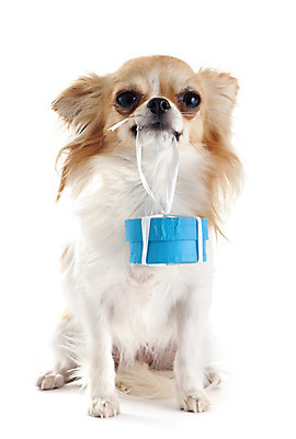 포토 JPG 해외이미지 동물 컨셉 크리스마스 선물 사람없음 반려동물 갈색 흰색 잡기 개 강아지 흰배경 치와와 해외202004 해외포토 기념일 컬러 백그라운드 포유류 모션 파일형식