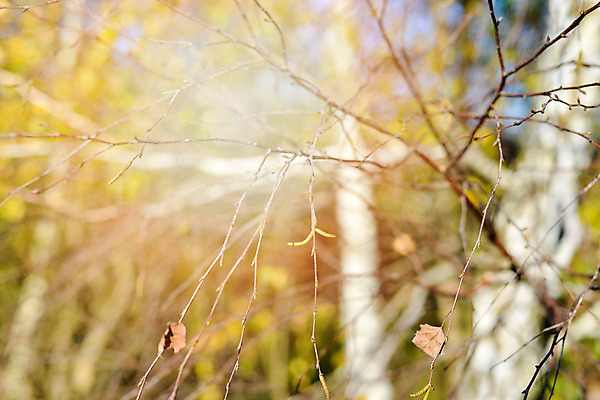 포토 JPG 해외이미지 나무 식물 디자인 계절 공원 백그라운드 컨셉 단풍 잎 패턴 오렌지 자연 벽지 추상 건조 사람없음 야외 장식 빨간색 컬러풀 태양 갈색 노란색 환경 맑음 활발 가을 흰색 황금 숲 9월 11월 묘사 질감 보케 10월 내추럴 강렬 고립 국경 해외202004 해외포토 자연요소 공공시설 컬러 무늬 과일 날씨 날짜 생태계 파일형식