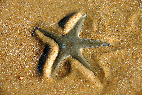 포토 JPG 해외이미지 별 모래 바다 휴가 휴식 불가사리 따뜻함 사람없음 빨간색 파란색 컬러풀 이탈리아 조약돌 뜨거움 낟알 지중해 묘사 5 갇힘 터키석 파라다이스 해외202004 해외포토 자연요소 유럽 컬러 컨셉 모션 극피동물 숫자 돌_바위 보석 파일형식