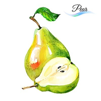 EPS 해외이미지 디자인 음식 줄기 백그라운드 잎 과일 일러스트 수채화 미술 사람없음 초록색 달콤 그림 유기농 서양배 내추럴 해외202004 해외일러스트 식물 웰빙 컬러 문화예술 배_과일 맛 파일형식 벡터