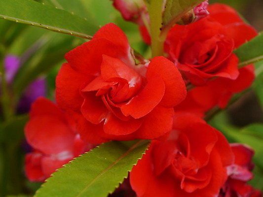 포토 JPG 해외이미지 식물 꽃잎 꽃 줄기 분홍색 잎 2 채소 자연 함께함 사람없음 빨간색 초록색 컬러풀 노란색 정원 활발 다양 벚꽃 가을 흰색 잡초 인도인 허브 생물학 데이지 라일락 강렬 히말라야 해외202004 해외포토 외국인 계절 교육 컬러 다수 컨셉 동양인 생태계 파일형식 산맥