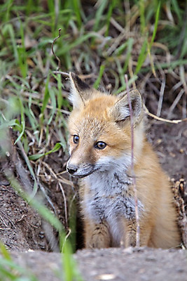 포토 JPG 해외이미지 주간 한마리 야생동물 새끼 사람없음 야외 구멍 소프트포커스 여우 해외202004 해외포토 자연요소 동물 1 포유류 촬영기법 파일형식