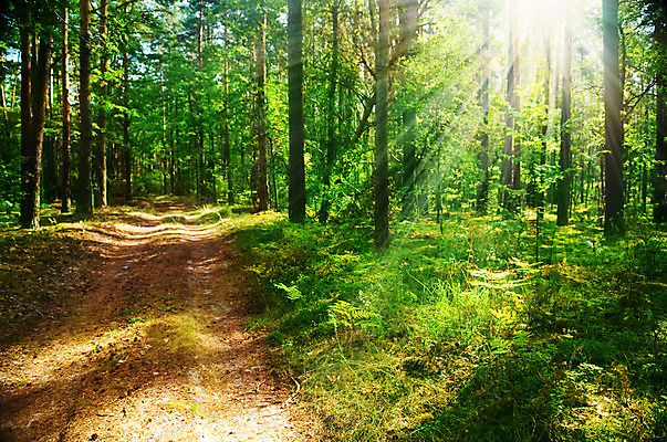 포토 JPG 해외이미지 나무 계절 공원 도로 여행 백그라운드 자연 이끼 풍경 사람없음 빛 햇빛 태양 평화 일출 환경 맑음 일몰 하이킹 안개 광선 가을 나뭇가지 시골 소나무 황무지 숲 수분 땅 장면 내추럴 강렬 깊이 삼림지대 생태학 해외202004 해외포토 자연요소 식물 공공시설 교육 길 컨셉 교통시설 레저 날씨 노을 생태계 파일형식