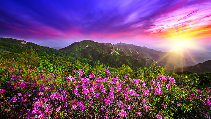 포토 JPG 해외이미지 나무 식물 구름 계절 공원 꽃 야생동물 여행 백그라운드 꽃무늬 자연 하늘 아침 날씨 산 서울 한국 풍경 초원 사람없음 야외 빛 햇빛 태양 일출 환경 정원 황혼 일몰 봄 새벽 안개 벚꽃 전원 시골 신선 저녁 숲 땅 천국 남쪽 내추럴 생태학 해외202004 해외포토 주간 자연요소 동물 공공시설 교육 아시아 무늬 노을 전기에너지 야간 방향 생태계 파일형식