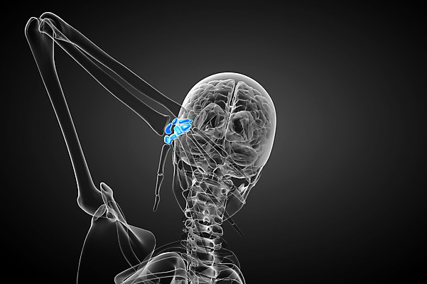 포토 JPG 해외이미지 손 해부 골격 건강 사람 사람없음 3D 해외202004 해외포토 의학 신체부위 디지털합성 파일형식