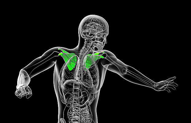 포토 JPG 해외이미지 해부 뼈 골격 사람없음 고통 가슴 척추 어깨 새장 몸통 갈비뼈 궤 해외202004 해외포토 감정 의학 신체부위 케이지 파일형식