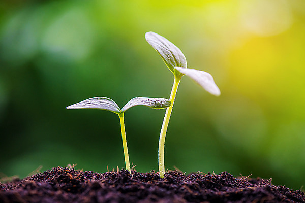 포토 JPG 해외이미지 나무 식물 계절 줄기 컨셉 잎 2 농업 채소 자연 새로움 씨앗 사람없음 초록색 물 여름 농장 새싹 환경 정원 흙 봄 성장 신선 그룹 작음 땅 원예 뿌리 먼지 땅바닥 모종 생태학 처음 세련 해외202004 해외포토 자연요소 교육 산업 컬러 바닥 취미 크기 생태계 파일형식