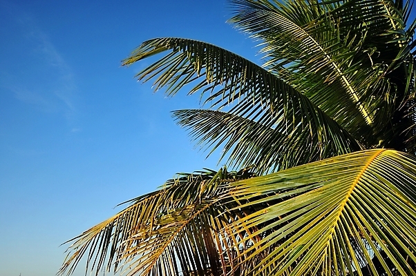 포토 JPG 해외이미지 나무 여행 잎 자연 휴가 손바닥 사람없음 뜨거움 남쪽 해외202004 해외포토 식물 손 방향 생태계 파일형식