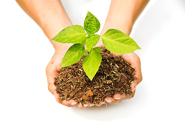 포토 JPG 해외이미지 나무 식물 손 잎 아이디어 건강 관리 취미 신체부위 정원 심볼 시작 원예 정원가꾸기 모종 해외202004 해외포토 컨셉 사람 파일형식