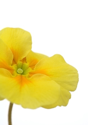 포토 JPG 해외이미지 나무 식물 공원 꽃잎 꽃 꽃다발 백그라운드 꽃무늬 오렌지 자연 따뜻함 사랑 초원 사람없음 목재 초록색 여름 파란색 빛 갈색 노란색 정원 보라색 검은색 봄 성장 벚꽃 꽃술 녹음 개화 닫기 숲 백합 제비꽃 헝가리 꽃수술 아네모네 세련 해외202004 해외포토 계절 공공시설 감정 컬러 무늬 과일 재료 모션 기록 생태계 동유럽 파일형식