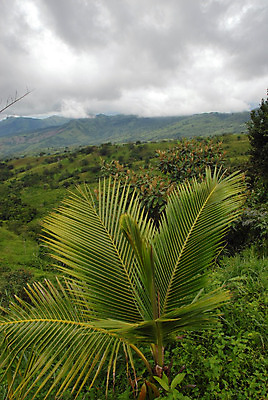 포토 JPG 해외이미지 나무 식물 구름 자연 산 손바닥 풍경 사람없음 야외 계곡 안개 언덕 파나마 해외202004 해외포토 자연요소 손 날씨 남아메리카 생태계 파일형식