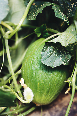 포토 JPG 해외이미지 식물 계절 음식 잎 다이어트 토마토 채소 과일 재료 자연 탁자 발렌타인데이 건강 사랑 요리 사람없음 목재 장식 여름 노란색 정원 하트 신선 뜨거움 체리 그룹 작음 먹기 허브 유기농 날것 후추 비타민 내추럴 밭일 숙성 채식주의자 해외202004 해외포토 모양 나무 웰빙 감정 컬러 가구 모션 데이이벤트 크기 향신료 생태계 채식 영양소 파일형식