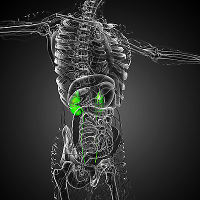 포토 JPG 해외이미지 과학 신체 해부 건강 사람 사람없음 파란색 오르간 신장 방광 궤 염증 해외202004 해외포토 컬러 의학 건반악기 비뇨기관 질병 파일형식
