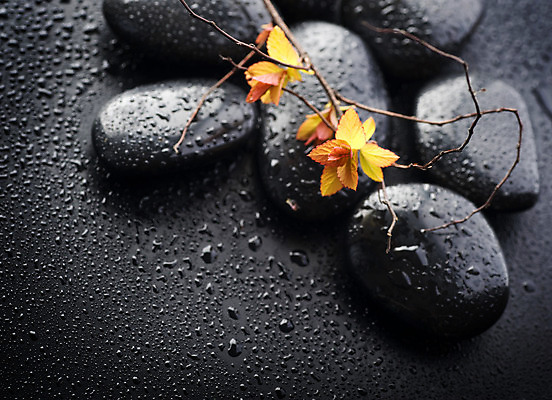 포토 JPG 해외이미지 꽃잎 꽃 백그라운드 컨셉 사람없음 물 쌓기 검은색 스파 젖음 조약돌 물방울 해외202004 해외포토 자연요소 식물 컬러 모션 돌_바위 파일형식