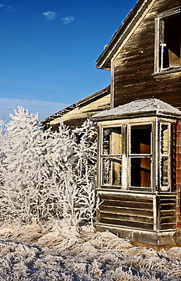 포토 JPG 해외이미지 나무 계절 캐나다 겨울 풍경 사람없음 야외 냉동 얼음 추위 흰색 물방울 서리 결정체 북쪽 해외202004 해외포토 자연요소 식물 컬러 북아메리카 방향 파일형식