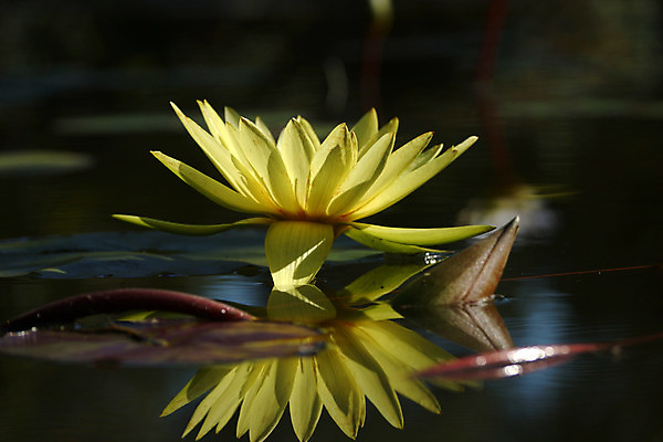 포토 JPG 해외이미지 식물 꽃잎 꽃 호수 분홍색 자연 연꽃 사람없음 야외 장식 가로 빨간색 초록색 물 파란색 컬러풀 약 반사 건강관리 정원 벚꽃 흰색 물방울 연못 수면 약초 자주색 식물원 화단 카피스페이스 해외202004 해외포토 자연요소 컬러 의학 건강 관리 공백 풀_식물 생태계 파일형식