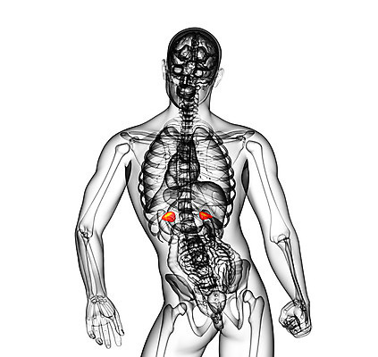 포토 JPG 해외이미지 해부 엑스레이 건강 사람 사람없음 약 진료 환자 오르간 생물학 간 복근 지라 의료성형뷰티 해외202004 해외포토 교육 의학 근육 장기_의학 건반악기 파일형식