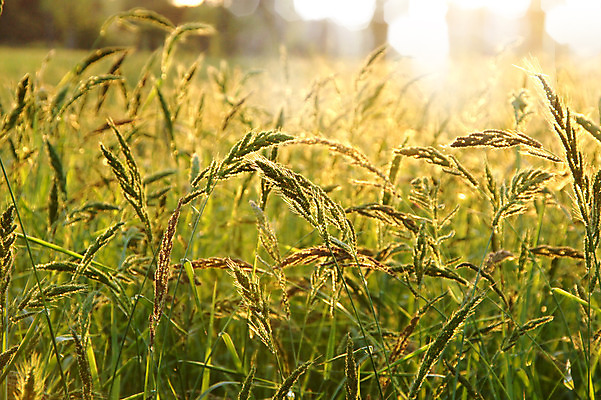 포토 JPG 해외이미지 식물 디자인 계절 공원 꽃 호수 벽 줄기 잎 꽃무늬 패턴 밭 자연 벽지 하늘 바람 갈대 풍경 사람없음 야외 장식 초록색 여름 빛 태양 농장 갈색 노란색 정원 어둠 가을 연못 뜨거움 황금 습지 질감 장면 내추럴 무료 해외202004 해외포토 자연요소 공공시설 컬러 무늬 농업 날씨 생태계 파일형식