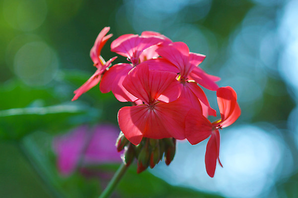 포토 JPG 해외이미지 식물 외관 꽃 잎 자연 사람없음 빨간색 초록색 머리 정원 봄 활발 젖음 성장 벚꽃 신선 개화 묘사 날것 제라늄 해외202004 해외포토 계절 컬러 컨셉 신체부위 생태계 파일형식