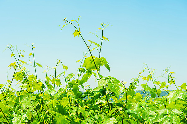포토 JPG 해외이미지 식물 구름 백그라운드 잎 공장 자연 하늘 포도 한국 사람없음 초록색 여름 파란색 빛 태양 맑음 흰색 나뭇가지 신선 닫기 다발 유기농 레이아웃 포도밭 포도나무 메를로 숙성 양조장 해외202004 해외포토 자연요소 나무 웰빙 계절 아시아 컬러 밭 과일 공업 모션 날씨 과일나무 생태계 파일형식