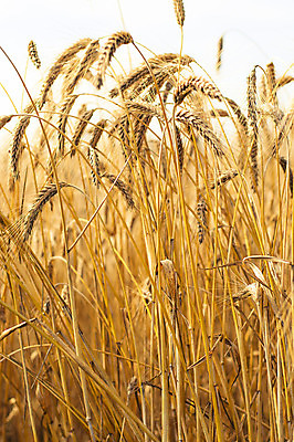 포토 JPG 해외이미지 밭 농업 자연 건조 씨앗 풍경 사람없음 야외 농작물 농장 수확 추수 가을 밀 유기농 밀짚 밭일 호밀 해외202004 해외포토 식물 웰빙 계절 산업 곡류 짚 생태계 파일형식