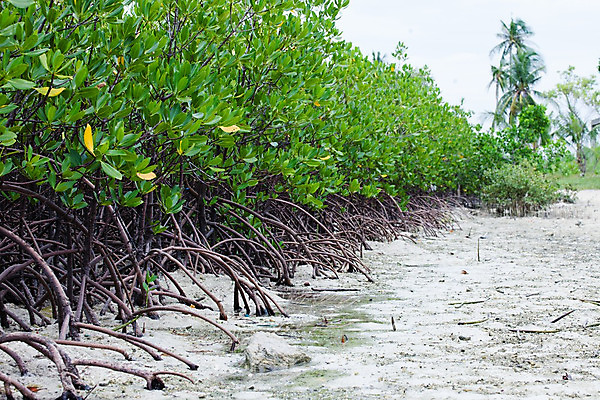 포토 JPG 해외이미지 나무 전통 행복 아시아 도로 섬 여행 백그라운드 비즈니스 건축양식 교통시설 자연 휴가 거리 주택 손바닥 동양인 사람없음 야외 건물 장식 여름 도시풍경 세계 야자수 마을 수확 시골 도시 가난 타운 이국적 해외202004 해외포토 식물 건축물 손 계절 건축 감정 나라 길 교통 컨셉 농업 인종 풍경 시설 생태계 파일형식